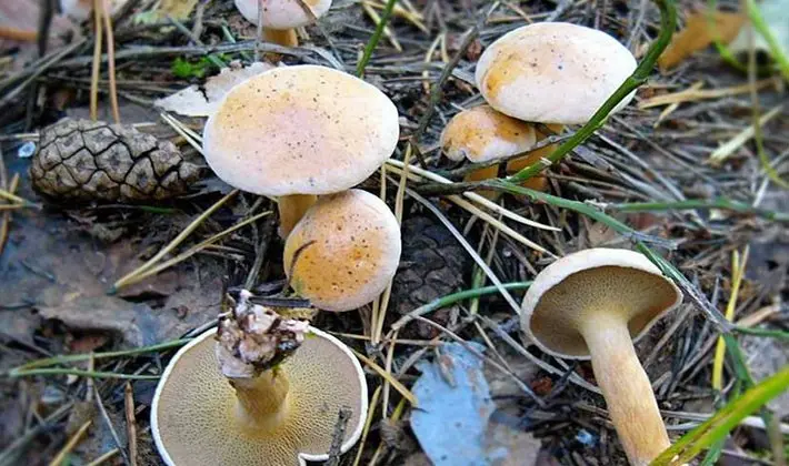 Mushroom picking rules: a brief reminder