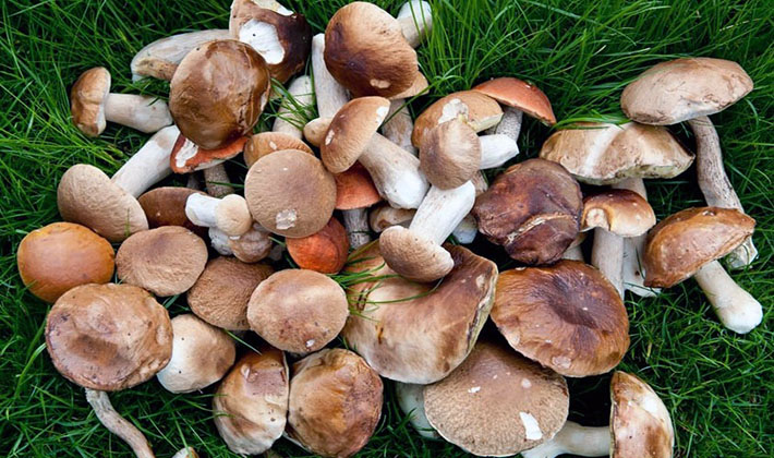 Mushroom picking rules: a brief reminder