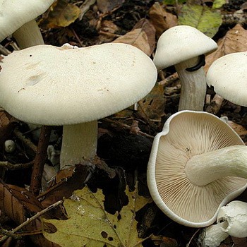 Mushroom pink row: photo, description and processing