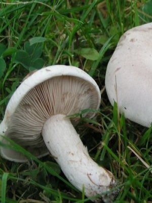 Mushroom pink row: photo, description and processing