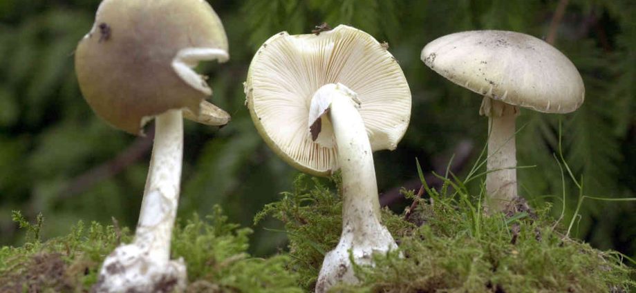 Mushroom poisoning. Symptoms of toadstool poisoning