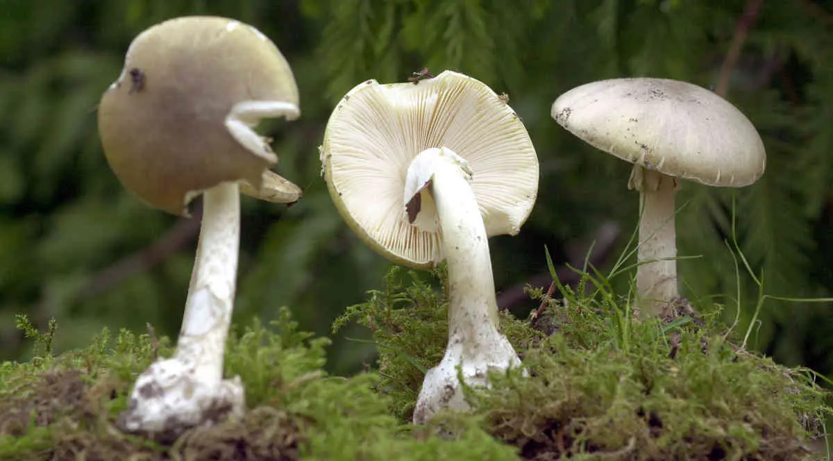 Mushroom poisoning. Symptoms of toadstool poisoning