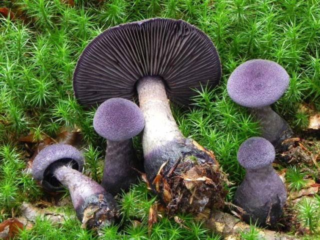 Mushroom purple cobweb (violet bog): photo and description