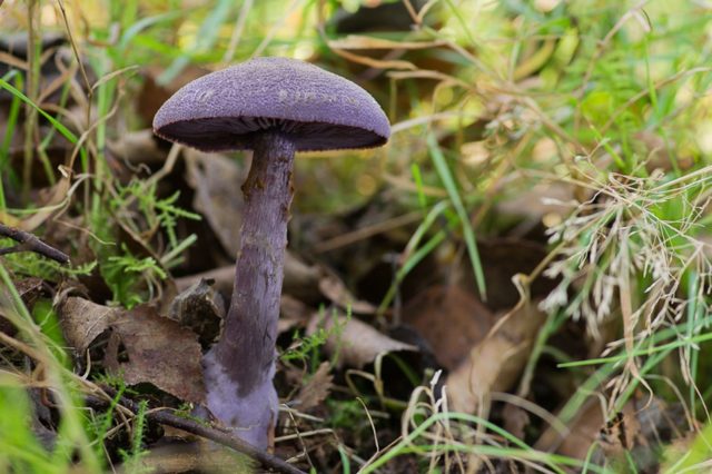 Mushroom purple cobweb (violet bog): photo and description