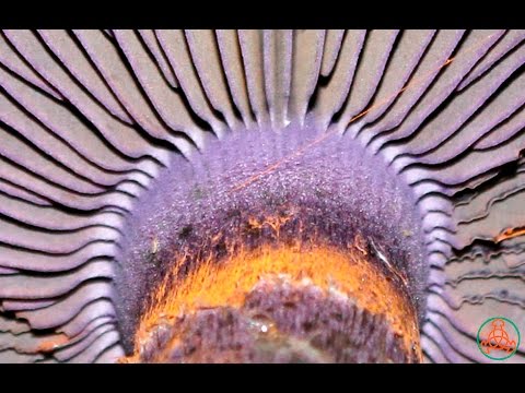 Mushroom purple cobweb (violet bog): photo and description