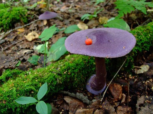 Mushroom purple cobweb (violet bog): photo and description