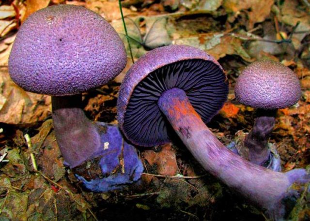 Mushroom purple cobweb (violet bog): photo and description