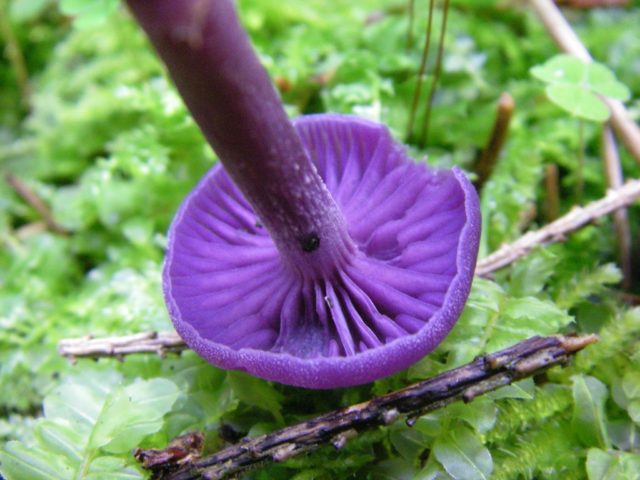 Mushroom purple cobweb (violet bog): photo and description