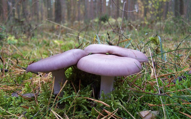 Mushroom purple cobweb (violet bog): photo and description