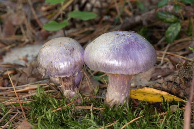 Mushroom purple cobweb (violet bog): photo and description