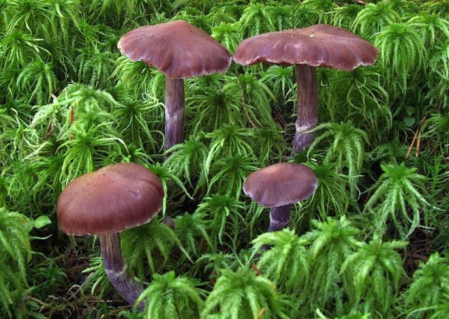 Mushroom purple cobweb (violet bog): photo and description