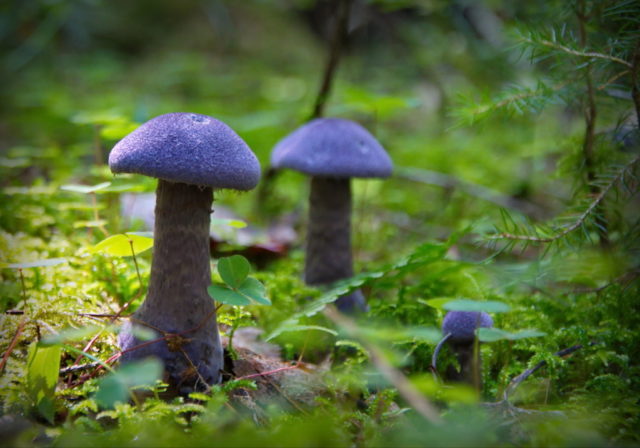 Mushroom purple cobweb (violet bog): photo and description