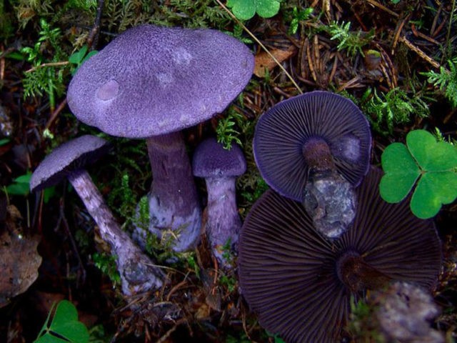 Mushroom purple cobweb (violet bog): photo and description