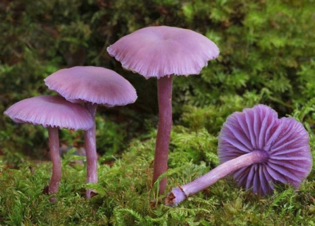 Mushroom purple rowing: cooking methods, reviews and photos