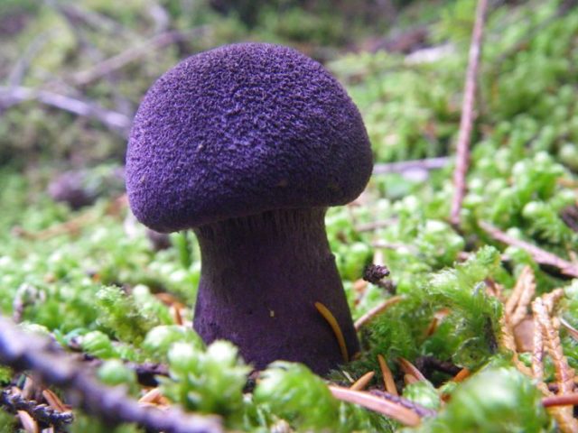 Mushroom purple rowing: cooking methods, reviews and photos