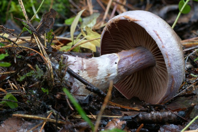 Mushroom purple rowing: cooking methods, reviews and photos