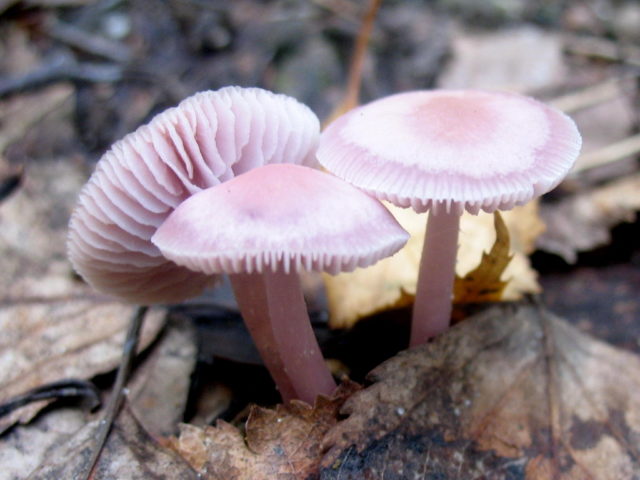 Mushroom purple rowing: cooking methods, reviews and photos