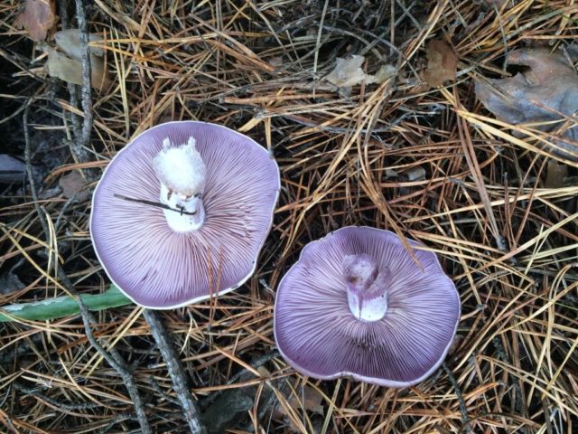 Mushroom purple rowing: cooking methods, reviews and photos