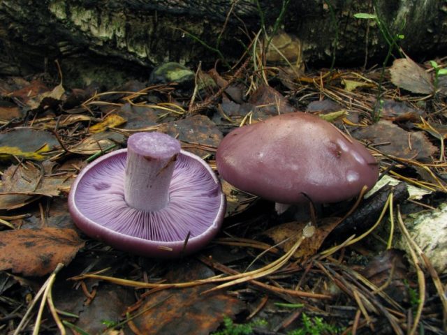 Mushroom purple rowing: cooking methods, reviews and photos