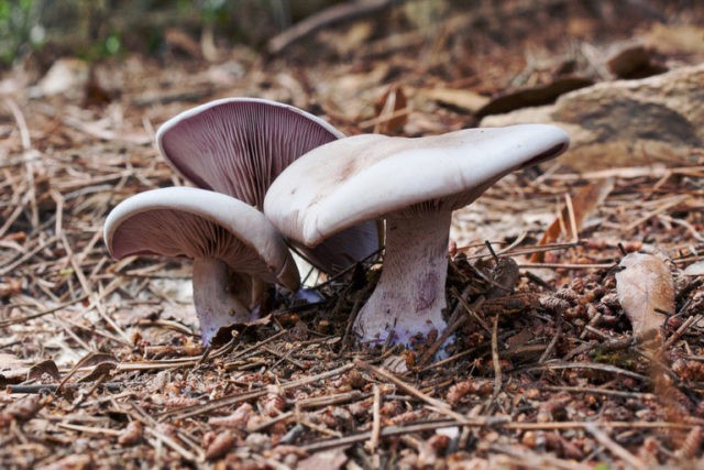 Mushroom purple rowing: cooking methods, reviews and photos