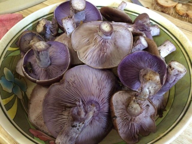 Mushroom purple rowing: cooking methods, reviews and photos