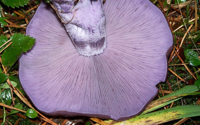 Mushroom purple rowing: cooking methods, reviews and photos