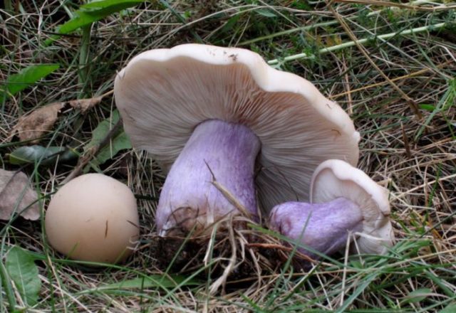 Mushroom purple rowing: cooking methods, reviews and photos