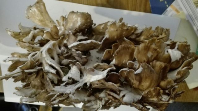 Mushroom ram: how to cook for the winter, the best ways with photos