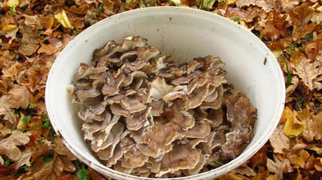 Mushroom ram: how to cook for the winter, the best ways with photos