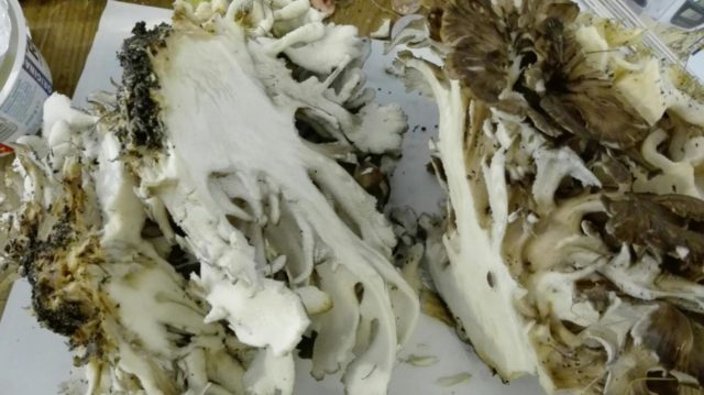 Mushroom ram: how to cook for the winter, the best ways with photos