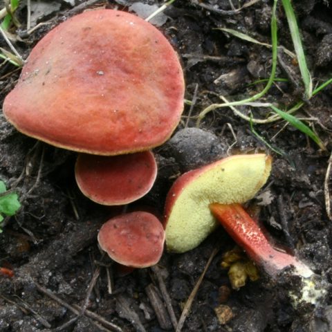 Mushroom red flywheel: photo and description