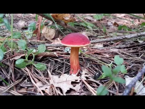 Mushroom red flywheel: photo and description