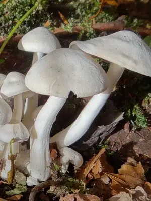 Mushroom row fused: description and photo