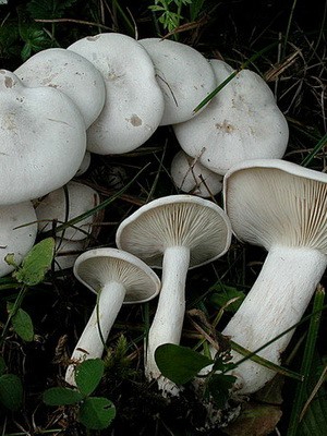 Mushroom row fused: description and photo