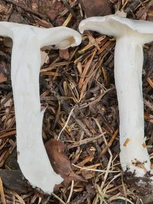 Mushroom row fused: description and photo