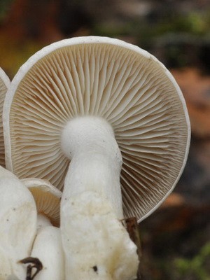 Mushroom row fused: description and photo