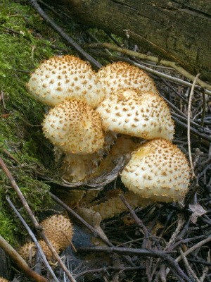 Mushroom royal mushroom (golden flake)