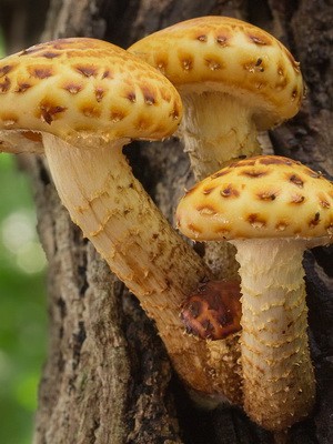 Mushroom royal mushroom (golden flake)