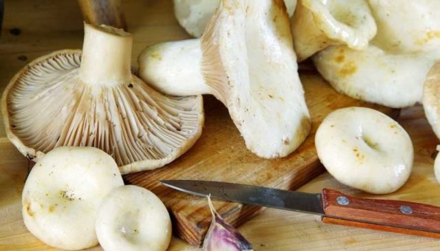 Mushroom salads for the winter: cooking recipes with photos