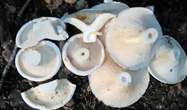 Mushroom salads for the winter: cooking recipes with photos