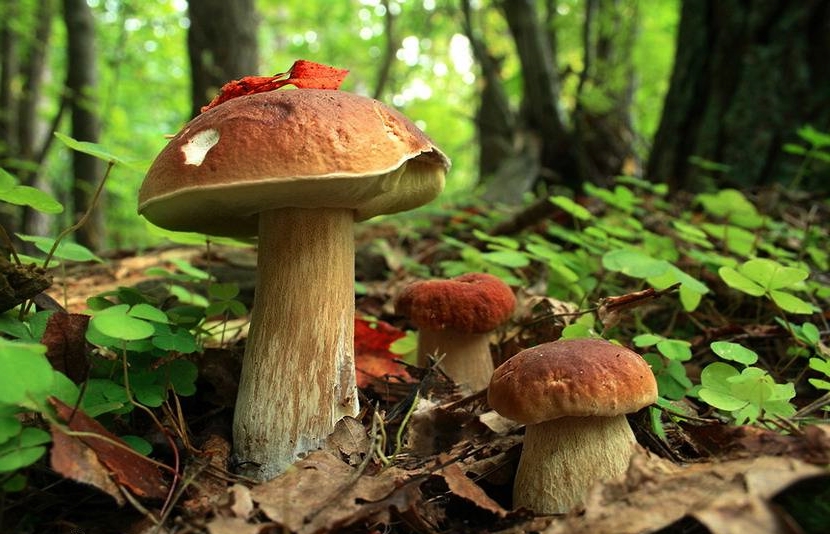 Mushroom season is coming soon: how to get ready for the forest and return with a full basket