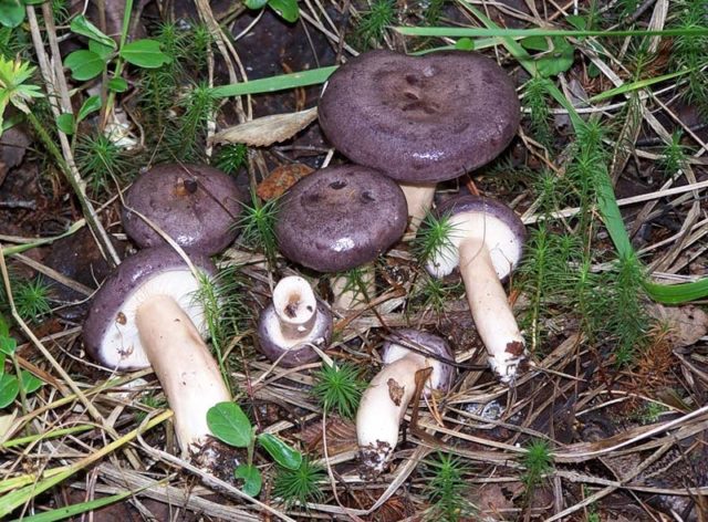 Mushroom serushka: photo and description, cooking methods