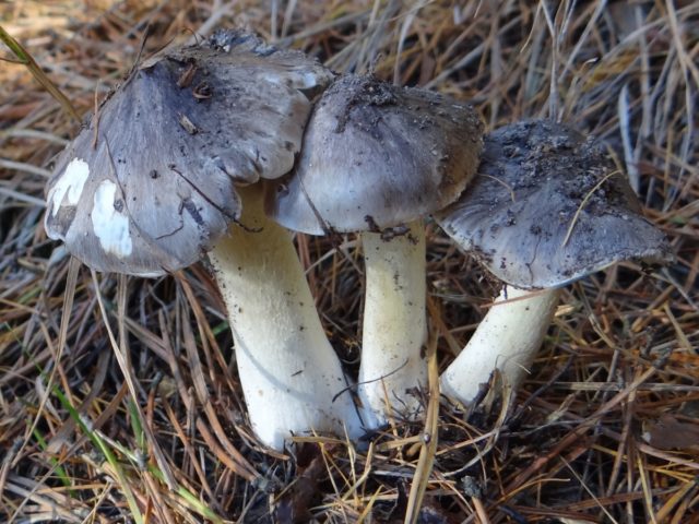 Mushroom serushka: photo and description, cooking methods