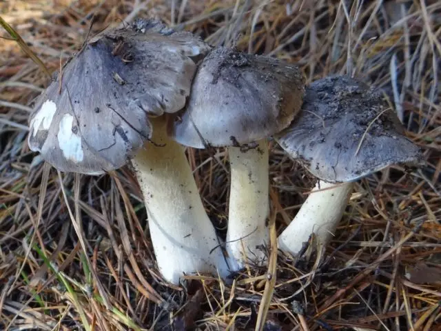 Mushroom serushka: photo and description, cooking methods