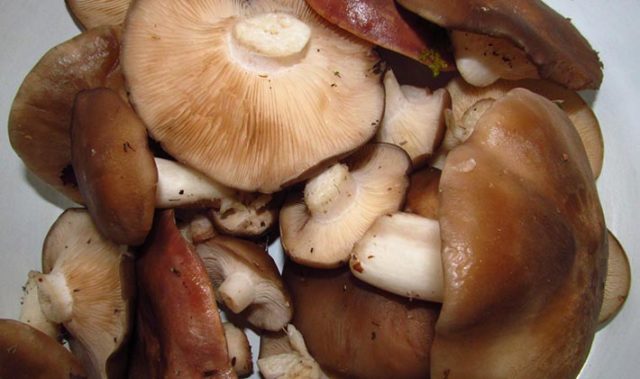 Mushroom serushka: photo and description, cooking methods