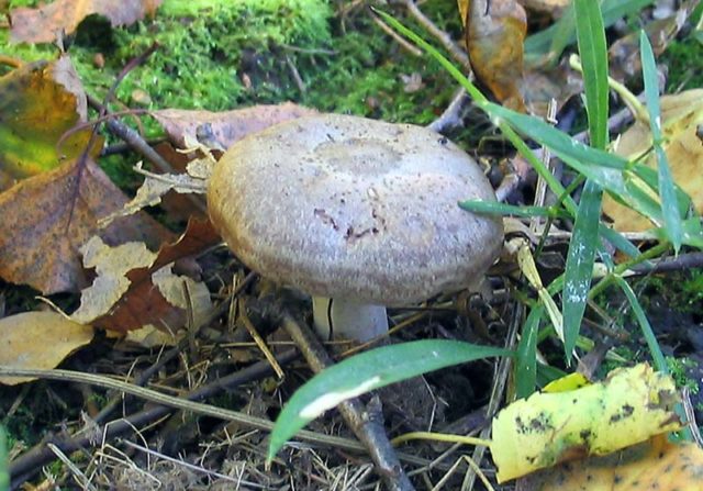 Mushroom serushka: photo and description, cooking methods