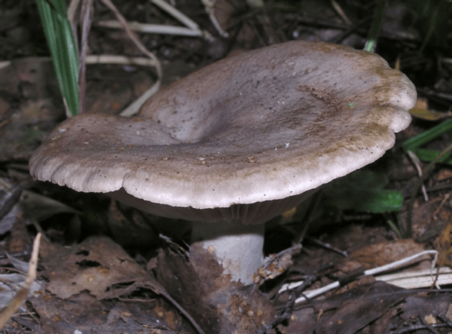 Mushroom serushka: photo and description, cooking methods