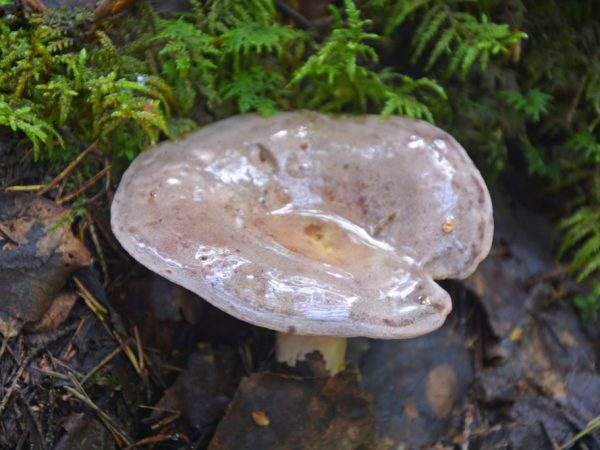 Mushroom serushka: photo and description, cooking methods