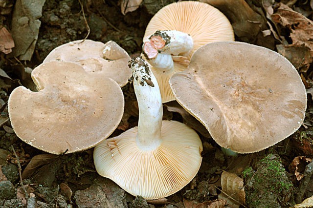 Mushroom serushka: photo and description, cooking methods