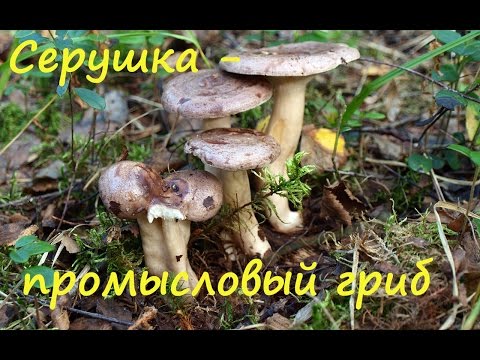 Mushroom serushka: photo and description, cooking methods